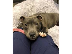 Hugo - Male Staffordshire Bull Terrier Photo