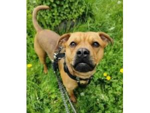 Moose - Male Crossbreed Photo