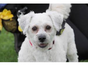 Bails - Male Bichon Frise Photo