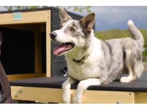 Blaze - Male Collie Cross (Border) Photo
