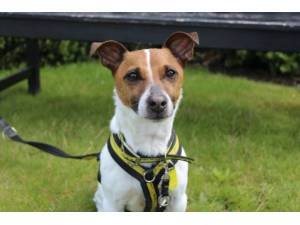 Declan - Male Terrier Cross Photo