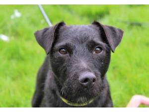 Griff - Male Terrier Cross Photo