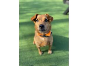 Molly - Female Photo