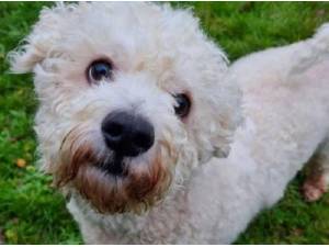 HARLEY - Bichon Frise
crossbreed Photo