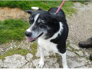 SADIE - Border Collie Photo