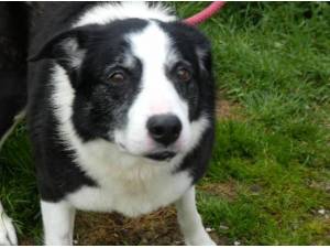 DENNIS - Border Collie Photo