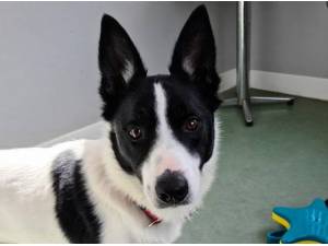 MILO - Border Collie
crossbreed Photo