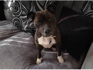 KOBI - Staffordshire Bull Terrier
crossbreed Photo