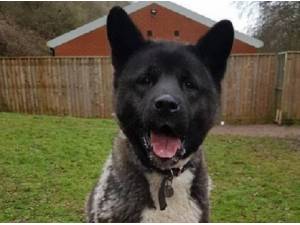 GUCCI - Japanese Akita Photo
