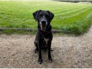 PIP - Pointer
crossbreed Photo