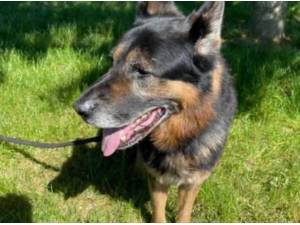 JAKE - German Shepherd Photo