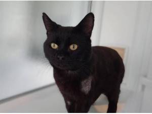 HUGH CATMAN - Domestic Shorthair
crossbreed Photo