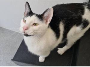 MAGNOLIA - Domestic Shorthair
crossbreed Photo