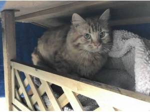 TERRIE - Domestic Longhair
crossbreed Photo