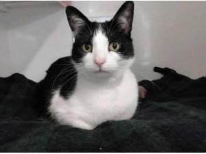 AMBER - Domestic Shorthair
crossbreed Photo