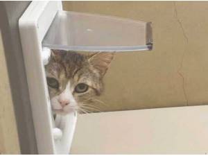 LIMAHL - Domestic Shorthair
crossbreed Photo