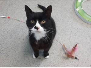 MERLIN - Domestic Shorthair
crossbreed Photo