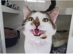 DAWSON - Domestic Shorthair
crossbreed Photo