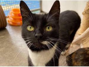 LUCY AND ESTHER - Domestic Shorthair
crossbreed Photo