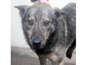 Nora - Female Cross Breed Photo