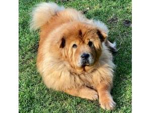 Hamper - Female Chow Chow Photo