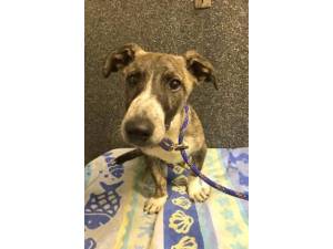Caro - Male Cross Breed Photo