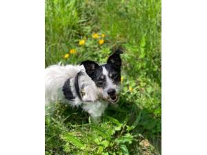 Alfie - Male Jack Russell Terrier (JRT) Photo