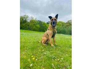 Axel - Male GSD Cross ( German Shepherd / Alsatian) Photo