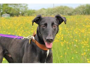 Barney - Male Lurcher Photo