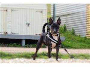 Brian - Male Terrier: English Bull Photo