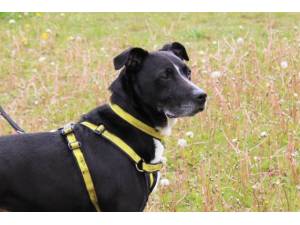 Buster - Male Staffordshire Cross (SBT) Photo
