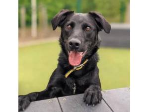 Caleb - Male Lab Cross Photo