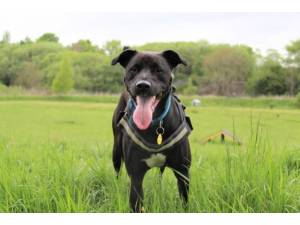 Edward - Male Lab Cross Photo