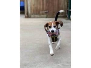 Frank - Male Beagle Photo