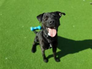 Jake - Male Patterdale Terrier Photo