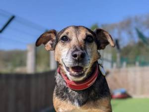 Mack - Male Jack Russell Terrier (JRT) Photo