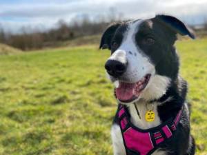 Ollie - Male Collie Cross (Border) Photo