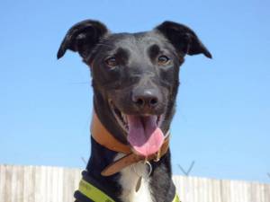 Riley - Male Lurcher Photo