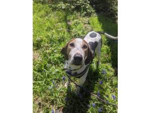 Rocky - Male Trailhound Photo
