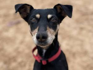 Sally - Female Terrier Cross Photo