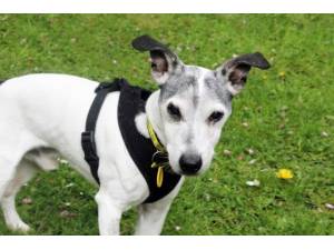 Snoopy - Male Jack Russell Terrier (JRT) Photo