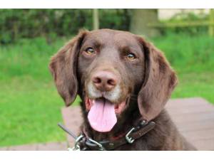 Suede - Male Spaniel Cross Photo