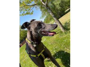 Tony - Male Greyhound Photo