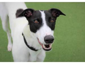 Watson - Male Greyhound Photo