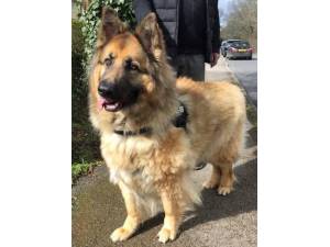 SHADOW - Male German Shepherd Dog Photo