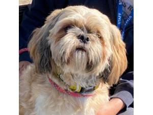 Teddy was Callan - Male Shih Tzu Photo