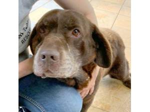 Toffee - Male Labrador Photo