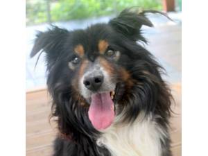 Jacko - Male Collie Photo