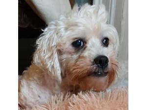 Dimple - Female West Highland Terrier (Westie) Cross Bichon Frise Photo
