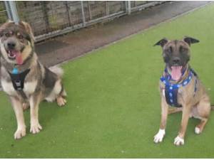 ALFIE - Japanese Akita
crossbreed Photo